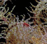 Point Danger Marine Sanctuary - Accommodation Sunshine Coast