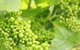 Waratah Hills Vineyard - thumb 0