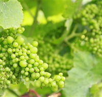 Waratah Hills Vineyard - Accommodation Sunshine Coast