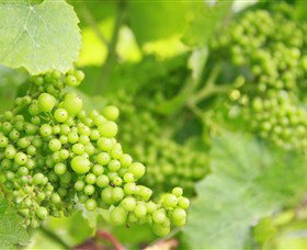 Waratah Hills Vineyard - Accommodation Sunshine Coast 0
