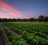 Amherst Winery - Accommodation Sunshine Coast
