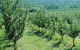 Pettys Orchard - thumb 0