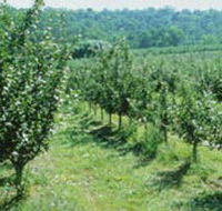 Pettys Orchard - Accommodation Sunshine Coast