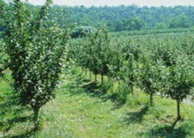 Pettys Orchard - Accommodation Sunshine Coast 0