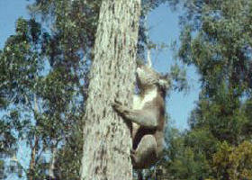 Creswick Regional Park - Accommodation Sunshine Coast 0