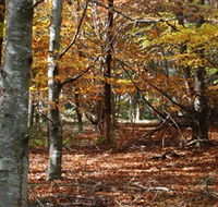 RJ Hamer Arboretum - Accommodation Sunshine Coast