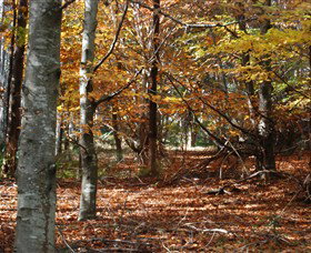 RJ Hamer Arboretum - Accommodation Sunshine Coast 0