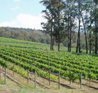 Piedmont Vineyard - Accommodation Sunshine Coast