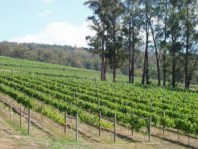 Piedmont Vineyard - Accommodation Sunshine Coast 0