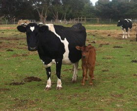 Animal Land Children's Farm - Accommodation Sunshine Coast 0