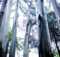 Dandenong Ranges National Park - Accommodation Sunshine Coast