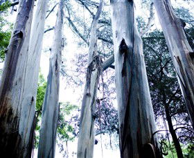 Dandenong Ranges National Park - Accommodation Sunshine Coast 0