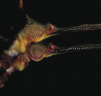 Eagle Rock Marine Sanctuary - Accommodation Sunshine Coast