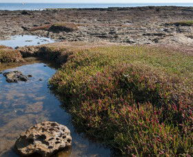 Ricketts Point Marine Sanctuary - Accommodation Sunshine Coast 0