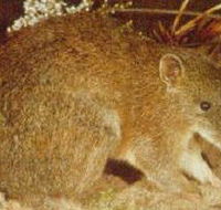 The Pines Flora and Fauna Reserve - Accommodation Sunshine Coast