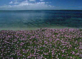 The Lakes National Park - Accommodation Sunshine Coast 0