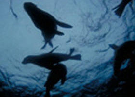 The Arches Marine Sanctuary - Accommodation Sunshine Coast 0