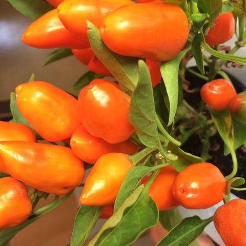 Main Street Market Mornington - Accommodation Sunshine Coast 6