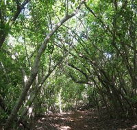 Eucalypt Trail - Accommodation Sunshine Coast