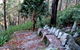Wodi Wodi Walking Track - thumb 0