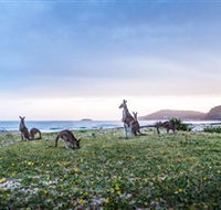 Pebbly Beach - Accommodation Sunshine Coast
