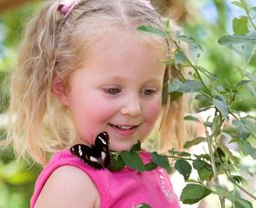 Coffs Harbour Butterfly House - Accommodation Sunshine Coast 0