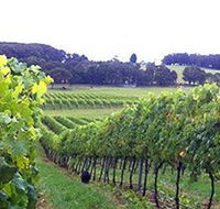 Banjo's Run Winery and Vineyard - Accommodation Sunshine Coast