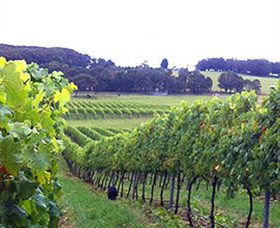 Banjo's Run Winery And Vineyard - Accommodation Sunshine Coast 0