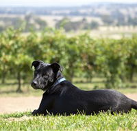 Moothi Estate Vineyard and Cellar Door - Accommodation Sunshine Coast