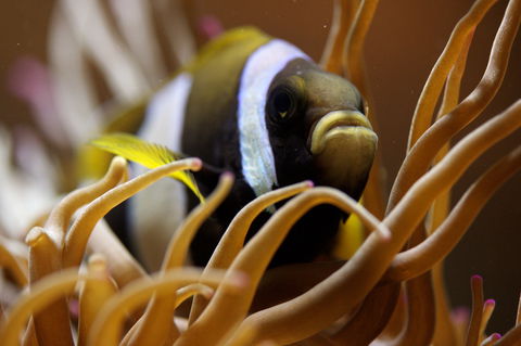 Solitary Islands Aquarium - Accommodation Sunshine Coast 1