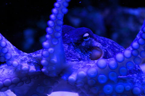 Solitary Islands Aquarium - Accommodation Sunshine Coast 2
