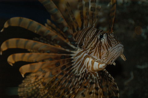 Solitary Islands Aquarium - Accommodation Sunshine Coast 4