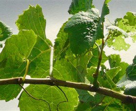 Angullong Wines - Accommodation Sunshine Coast 1