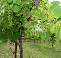 Holland Wines - Accommodation Sunshine Coast