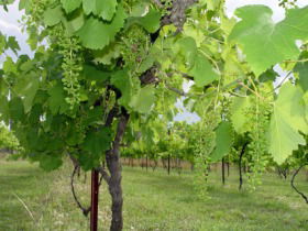 Holland Wines - Accommodation Sunshine Coast 0