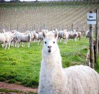 Gemtree Vineyards Cellar Door - Accommodation Sunshine Coast