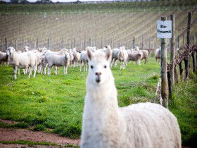 Gemtree Vineyards Cellar Door - Accommodation Sunshine Coast 0