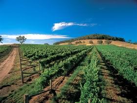 Thorn-Clarke Wines - Accommodation Sunshine Coast 1