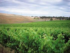 Uleybury Wines - Accommodation Sunshine Coast 2