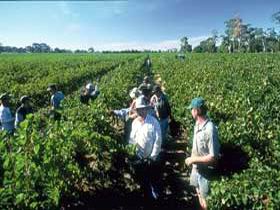 Padthaway Estate Winery - Accommodation Sunshine Coast 1