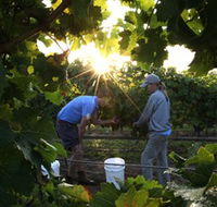 Oakdene Vineyards Restaurant and Cellar Door - Accommodation Sunshine Coast