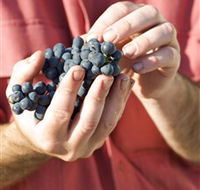 Brown Magpie Wines - Accommodation Sunshine Coast