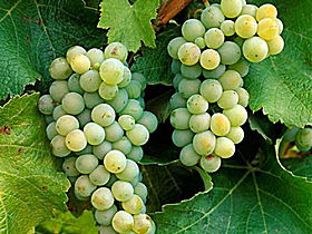 Clover Hill Vineyard - Accommodation Sunshine Coast 0