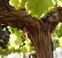 Blackjack Vineyards - Accommodation Sunshine Coast
