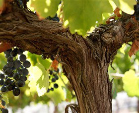 Blackjack Vineyards - Accommodation Sunshine Coast 0