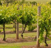 Mt Coghill Vineyard - Accommodation Sunshine Coast