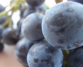 Cannibal Creek Vineyard - Accommodation Sunshine Coast 2