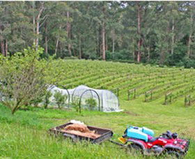 Peveril Vineyard/Beechy Berries - Accommodation Sunshine Coast 1