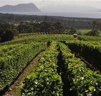 Bream Creek Vineyard - Accommodation Sunshine Coast