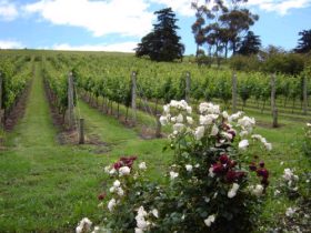 Charleroi ACT Accommodation Sunshine Coast